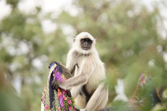 What are the wildlife sanctuaries in Udaipur?