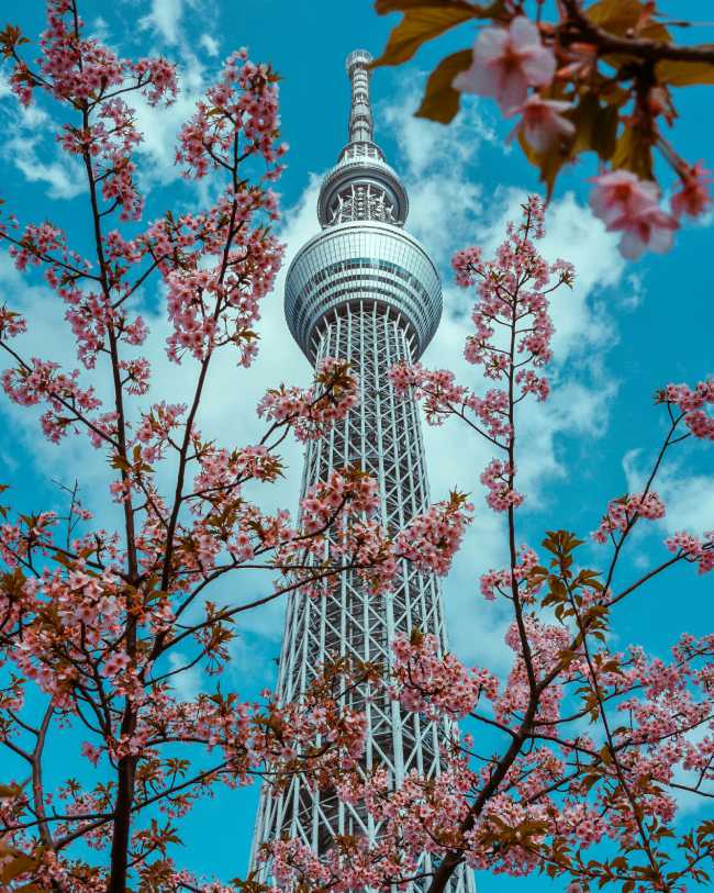 offbeat places for cherry blossoms in Tokyo